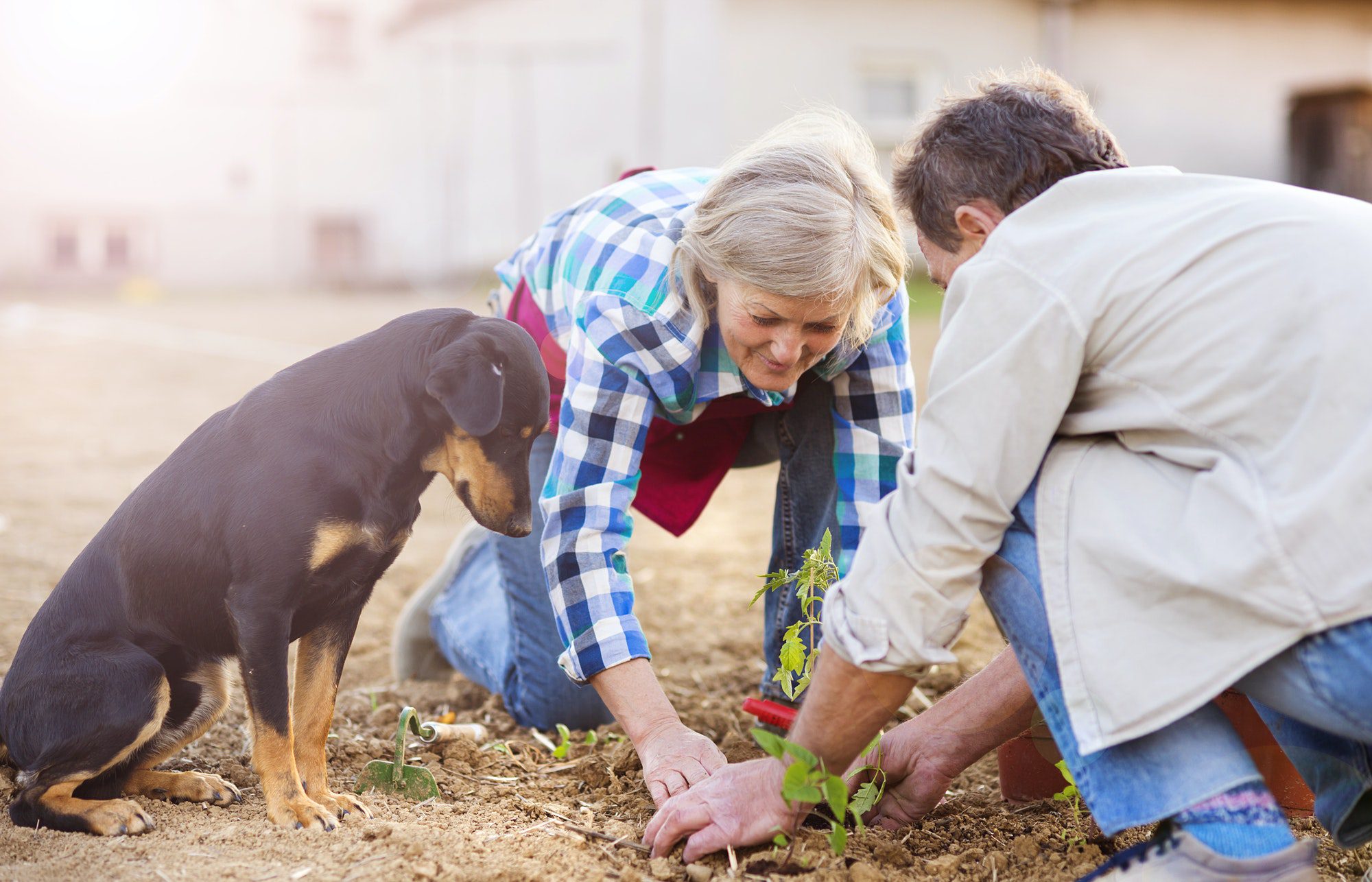 Seniors working in their home garden in Texas as their dog watches and they discuss Medicare eligibility.