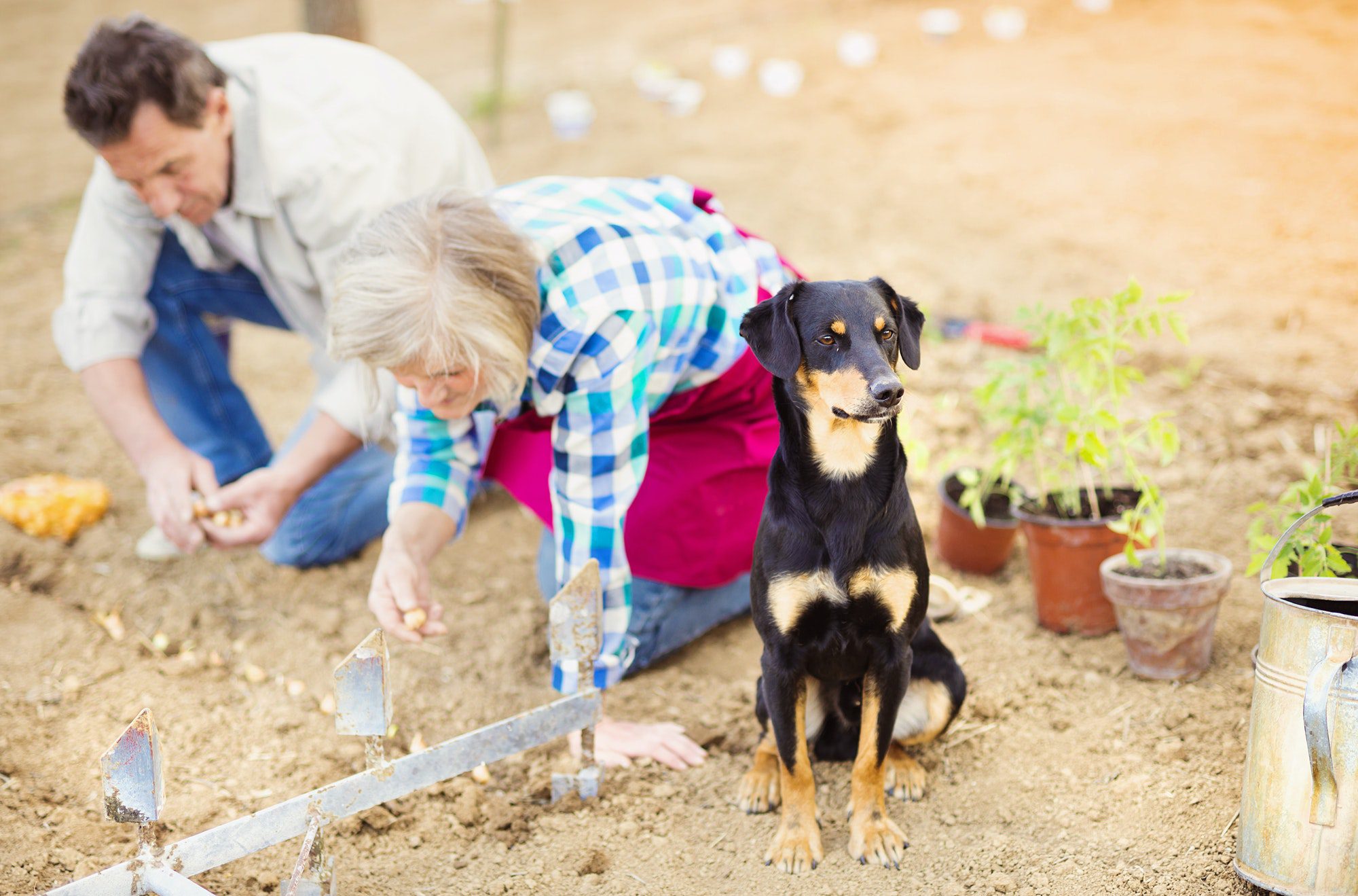 Seniors working in the garden as their dog watches and they discuss social security misconceptions.